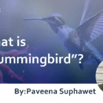 What is “Hummingbird”? : Overview and Features